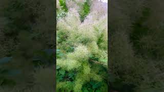 Puff The Magic Dragon And Subscribe