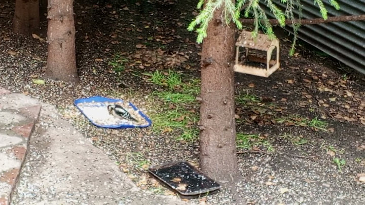 The woodpecker has returned. Card for feeding the animals 2202 2062 6013 7323