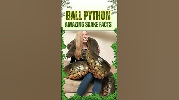 Ball Python 🐍 | Amazing Facts You Didn’t Know! #Shorts #animals #facts