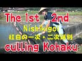 錦鯉　紅白の一次・二次選別　Nishikigoi The 1st & 2nd culling of Kohaku.