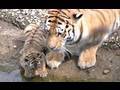 Zoo Leipzig - die Tiger Babys - cute Tiger Cubs