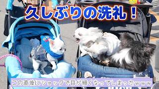 【わんにゃんドーム】隣に並んだチワワからキツイ洗礼を受けて泣きそうな子犬！