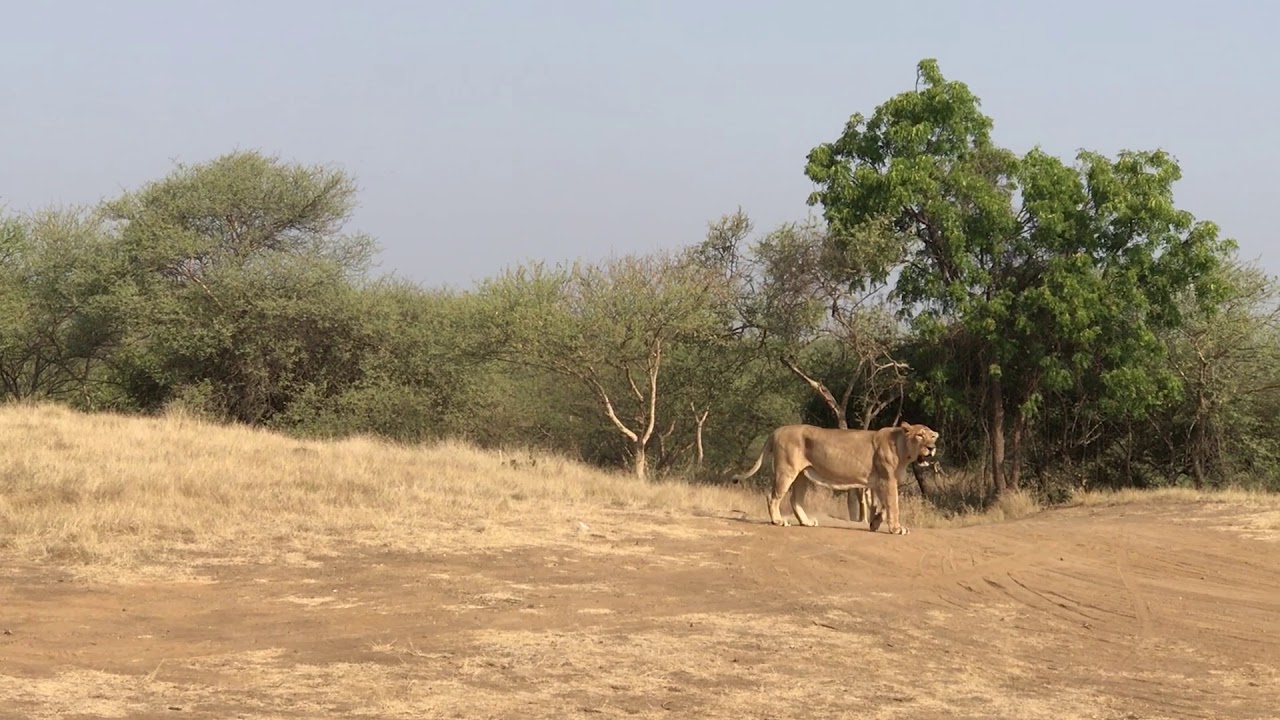 dhari ambardi safari park