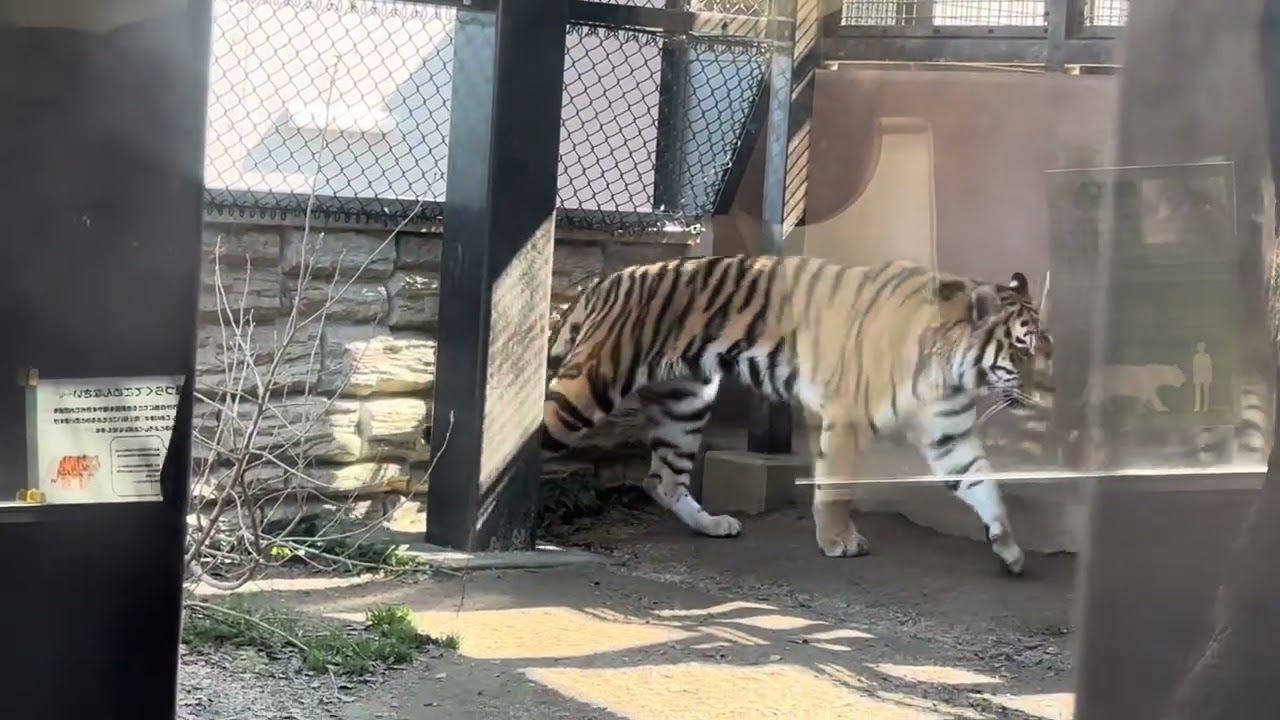 放飼場担当の和ちゃんの上部にバックヤードの新くんが♪ アムールトラ 