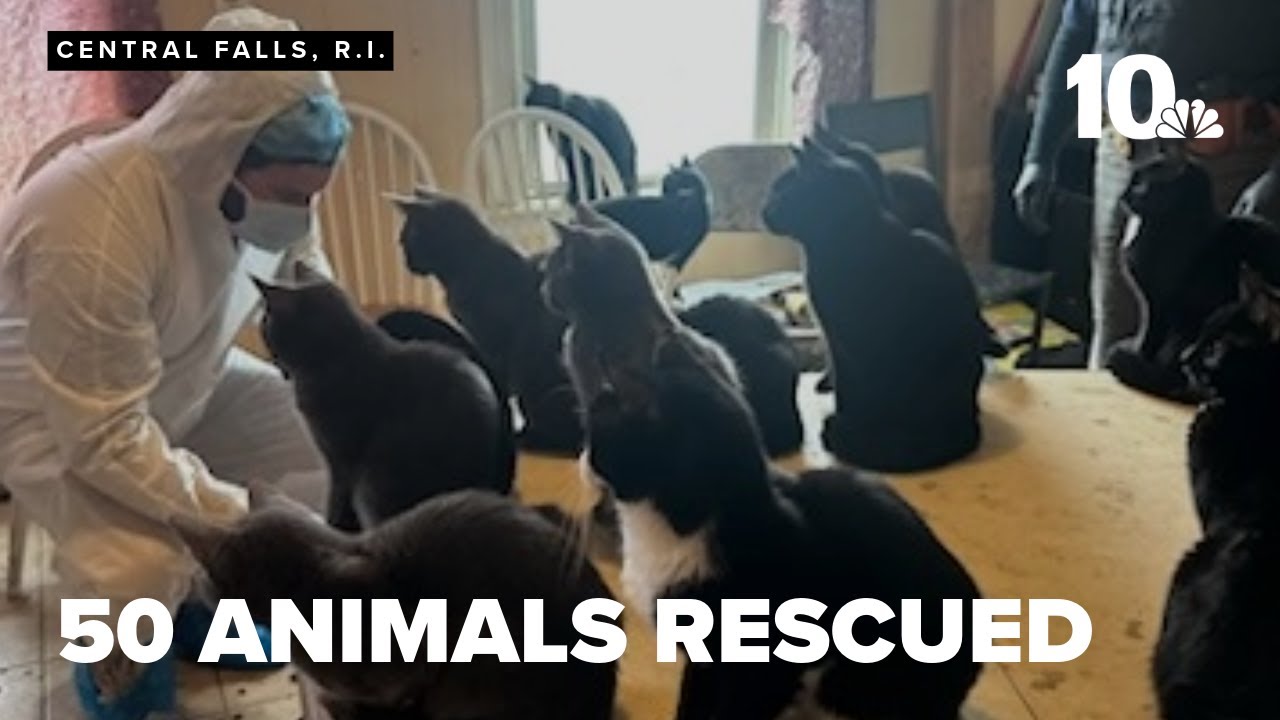 Dozens of animals rescued from home connected to woman's death - YouTube