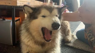 Giant Malamute Dog Cries Because Grandma Is Leaving (Sweetest Doggo!!)