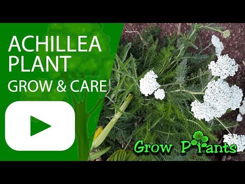 Achillea plant - grow & care