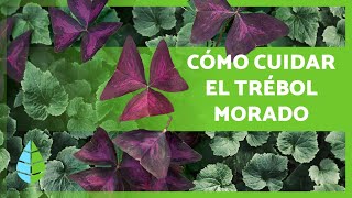 CUIDADOS del TRÉBOL MORADO / OXALIS TRIANGULARIS ☘️💜 (Riego, Sustrato, Clima y más) screenshot 2