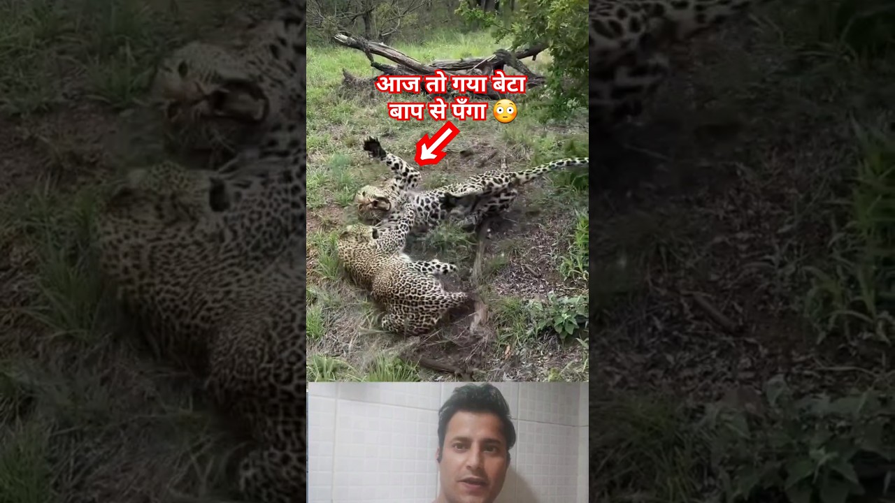 Tendua ki bahut khatarnaak ladai | wildlife fight for territory | pahadi tiger 