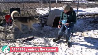 Tundra A164946 by Santa Fe Animal Shelter 119 views 4 months ago 36 seconds