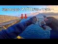 釣り人生最大の衝撃。堤防の足元でマグロをかけた結果‥
