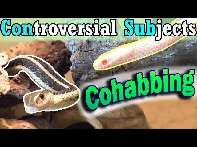 Con Sub Can You Cohab Snakes Youtube