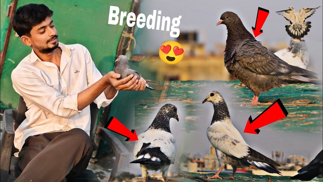 Breeding 🕊️!! Baby Pigeons Ka Shouk 😍