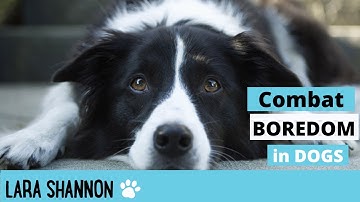Destructive behaviour in dogs - Combating boredom - Expert Training Tips