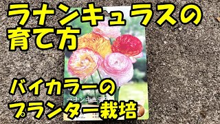 ラナンキュラスの育て方 How To Grow Ranunculus Youtube