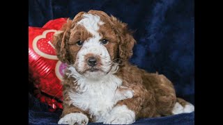 Mini Goldendoodle Puppies for Sale