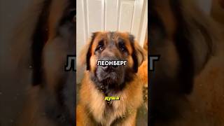 СОБАКА, КОТОРАЯ выглядит как лев, а на деле просто добрейший мишка 🦁❤️