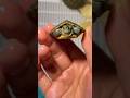 Mini Turtles, Maximum Cuteness 🐢 #miniturtles #babyturtles #turtle #viralvideo #viral #shorts