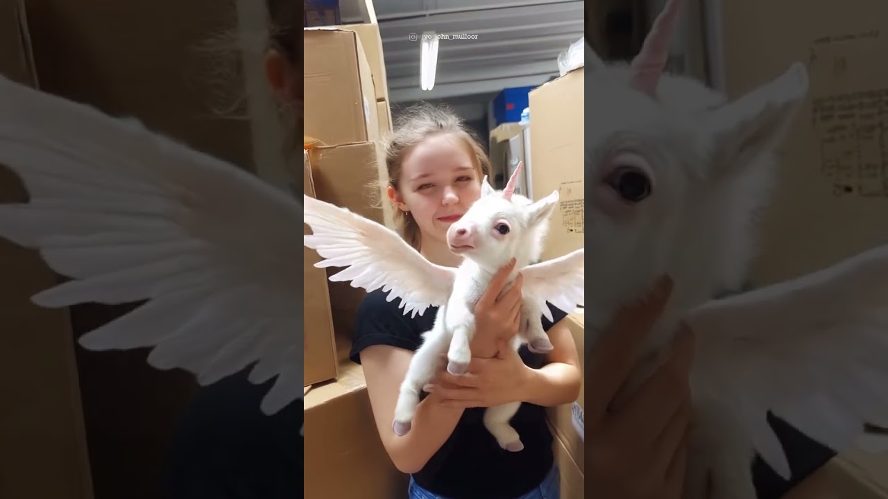 Little Cute Unicorn with beautiful wings 