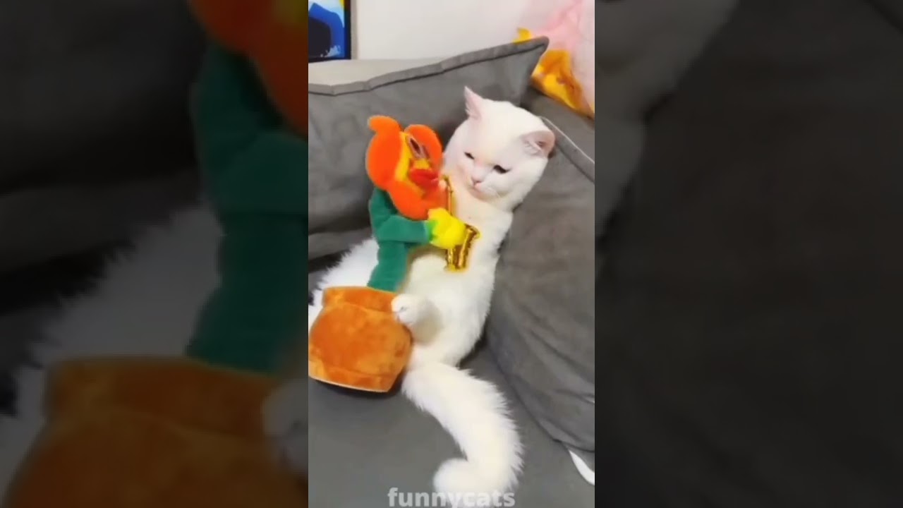 funny cats 