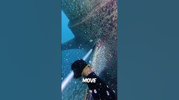 The Risky Job Of Cleaning Ships (@felipeacquadiver)