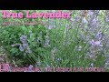 La vraie lavande lavandula angustifolia plante fleurit fleurs