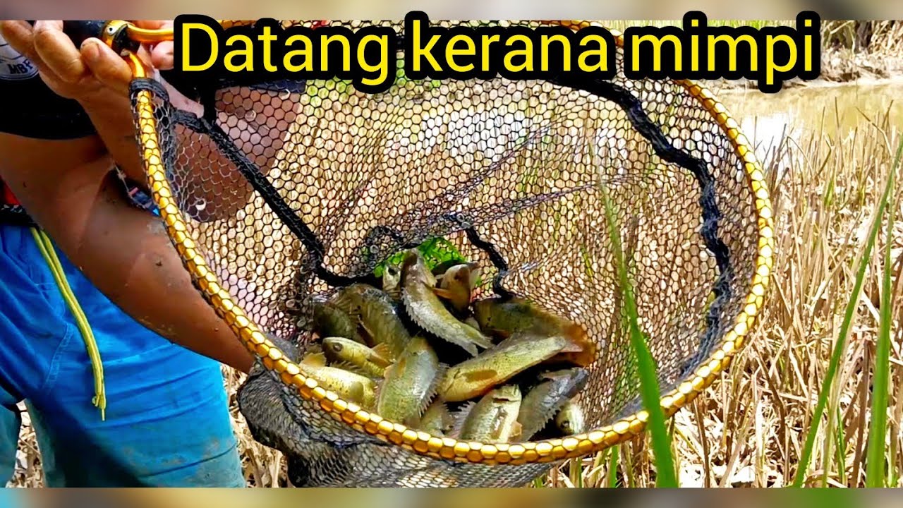 Paya Kering Gara-gara Kemarau..