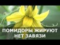 Помидоры Жируют, нет Завязи. 5 Способов СПАСТИ Томаты.