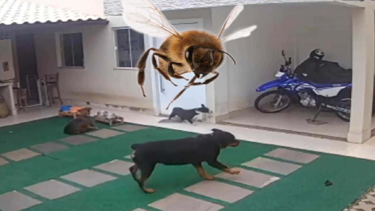 ABEJAS ASESINAS MATAN A 2 PERROS