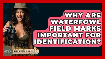 Why Are Waterfowl Field Marks Important For Identification? - Bird Watching Diaries