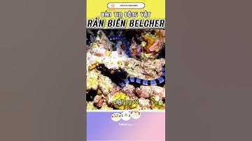 Rắn Biển Belcher – Loài Rắn Độc Nhất Thế Giới Nhưng Vẫn Khiêm Nhường Đáng Sợ