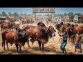 cow unloading, cow videos, cow video, animal, big cow, goru hamba cow, Female cow, Ep-06