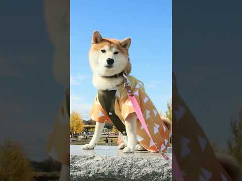 【柴犬】コスプレ柴犬