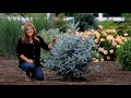 Planting the most beautiful blue spruce trees   garden answer
