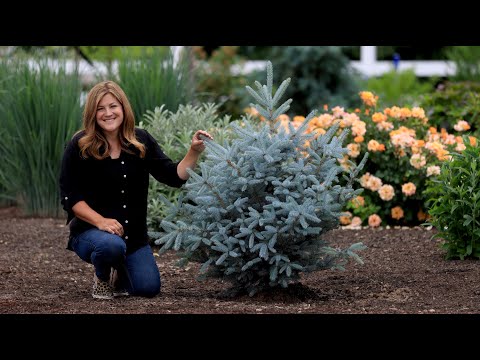Videó: Montgomery Spruce Információk – Montgomery lucfák termesztése