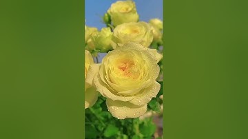 سورة يونس15-17: القارئ/محمد جواد سوالمة