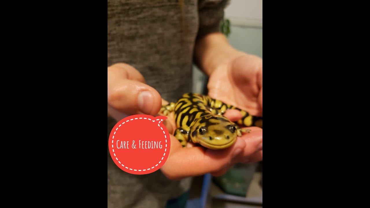 Tiger Salamander Care And Feeding Youtube