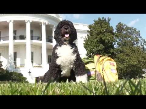 Video: Pet Scoop: Bo Obama firar påsk med veteraner, Pandas Få en kärlekstunnel på Zoo