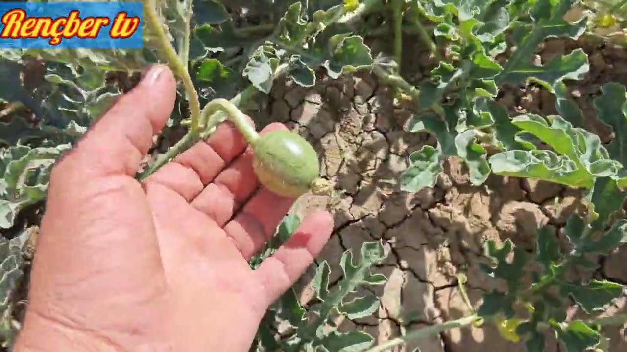 KALİTELİ VE TONAJLI  KARPUZ 🍉 YETİŞTİRME GÜBRE İLAÇ SU DETAYLI VİDEO