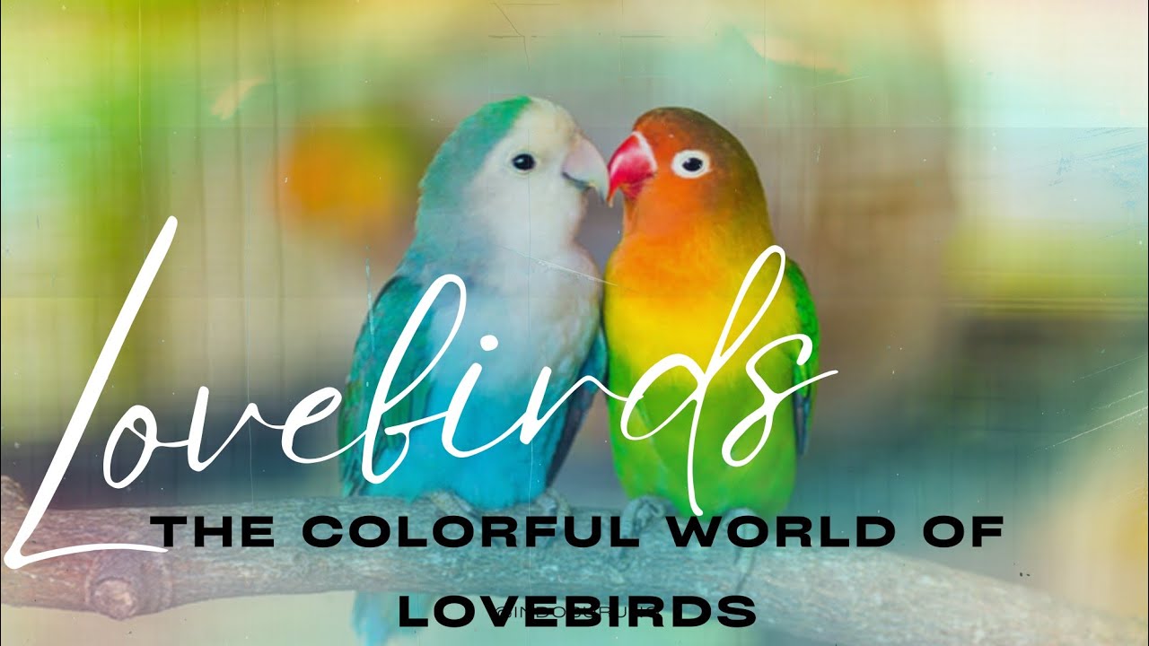 The Colorful World of Lovebirds