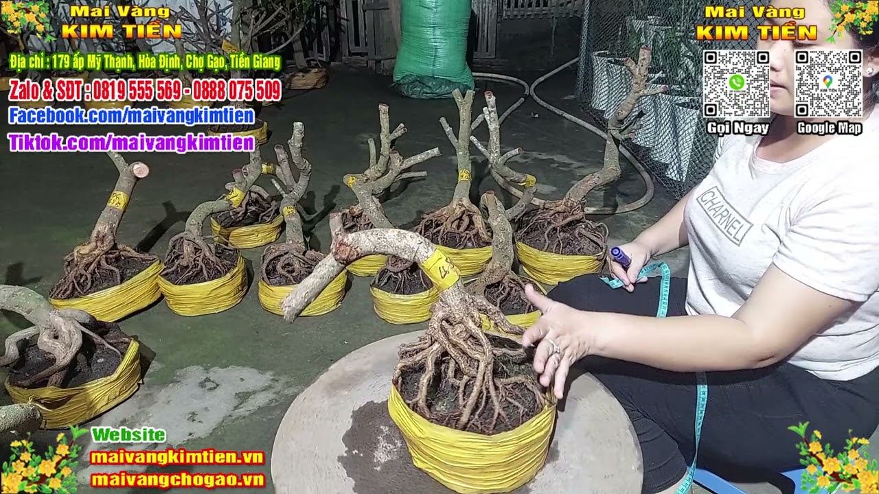 Phôi Mai Thủ Đức Giá Rẻ Bao Ship Bao Sống Toàn Quốc - Mai Vàng Kim Tiền Chợ Gạo