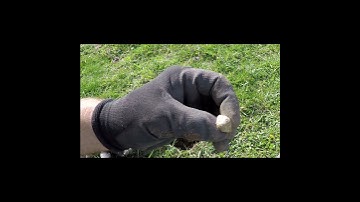 Nokta Simplex Hits on GOLD!