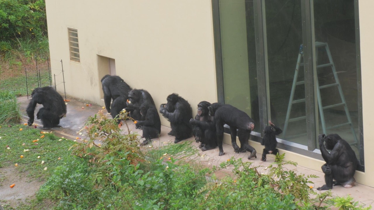 雨の日は、屋根の下で全員集合カズキちゃん 東山動植物園 チンパンジー