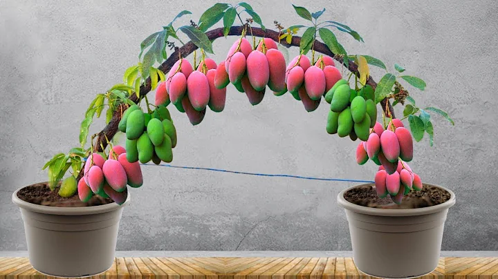 Unique Idea : Grafting Mango Tree Using Coconuts Growing Faster and Has Many Fruits