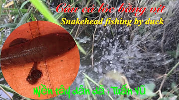 Câu cá lóc bằng vịt: snakehead fishing by duck | đang quay nữa chừng hết pin | cau ca mien tay.!