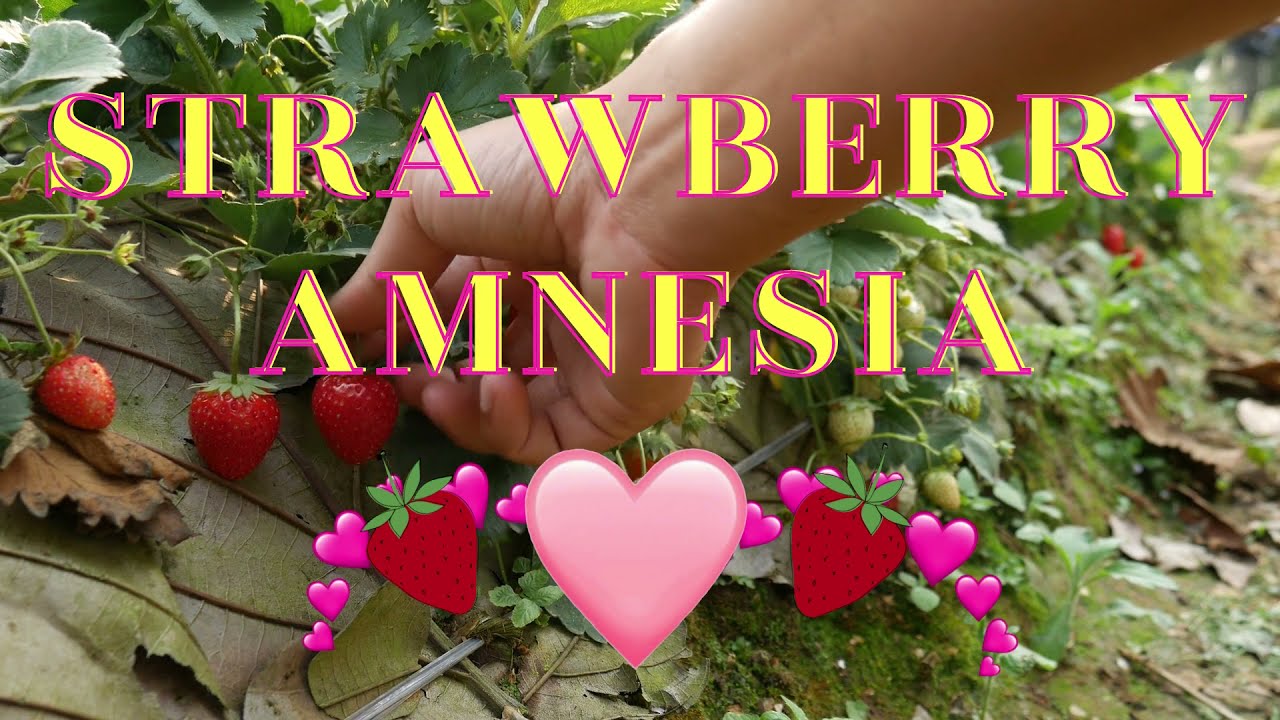 STRAWBERRY AMNESIA: 60 Second Strain Review