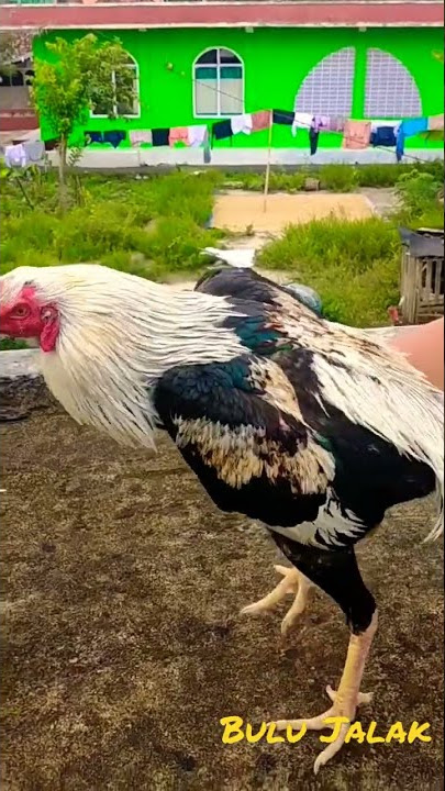 Kokokan Ayam Bangkok Jalak | Bulu Jalak | wido #ayambangkok #ayam #jalak