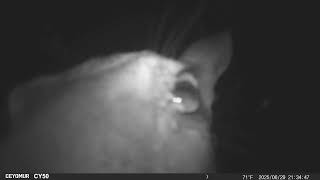 Cute!! Deer Sniffs Trail Cam