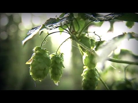 Vidéo: Les Bières De Houblon Fraîches Sont Là, Mais Pas Pour Longtemps