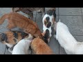Time Machine Cats !!!! Longest Daily Cat's Story